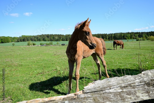 Nahaufnahme eines jungen neugierigen und aufmerksamen Fohlens mit gespitzten Ohren auf grüner Weide,  Textfreiraum auf grünem Hintergrund und blauem Himmel photo