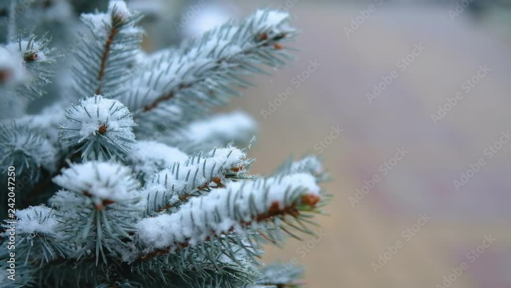 Green branches of spruce, fir under the snow. Evergreen tree. The first snow, autumn, spring, early winter. Slow Motion. Green branches of spruce, fir under the snow. Evergreen tree. The first snow, autumn, spring, early winter. Slow Motion.