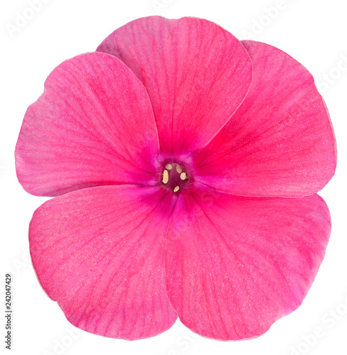 Phlox is the only red flower