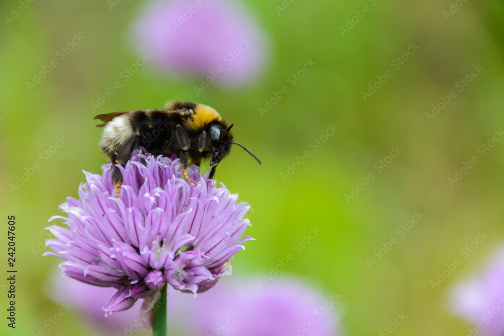 Large fluffy bumblebee (bombus terrestris) close up. Background with a bumblebee pollinating purple Large fluffy bumblebee (bombus terrestris) close up. Background with a bumblebee pollinating purple