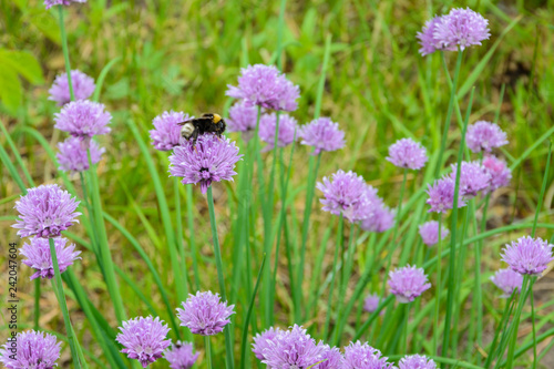 Large fluffy bumblebee (bombus terrestris) pollinating purple "Chives" flower (or Wild Chives, Flowering Onion, Garlic Chives, Chinese Chives, Schnittlauch). Its Latin name is Allium Schoenoprasum.