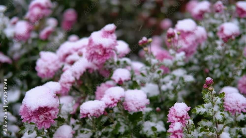 Pink chrysanthemum flowers with green leaves under the snow. The first snow, autumn, spring, early winter. Slow Motion. Pink chrysanthemum flowers with green leaves under the snow. The first snow, autumn, spring, early winter. Slow Motion.