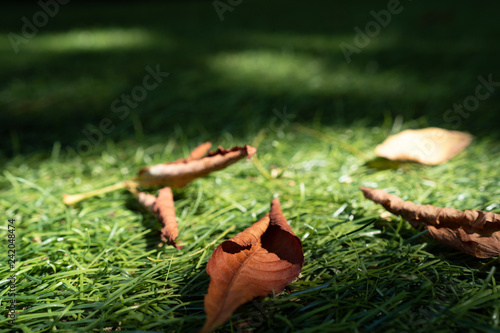 Dry, brown chestnut leaves lie on the grass