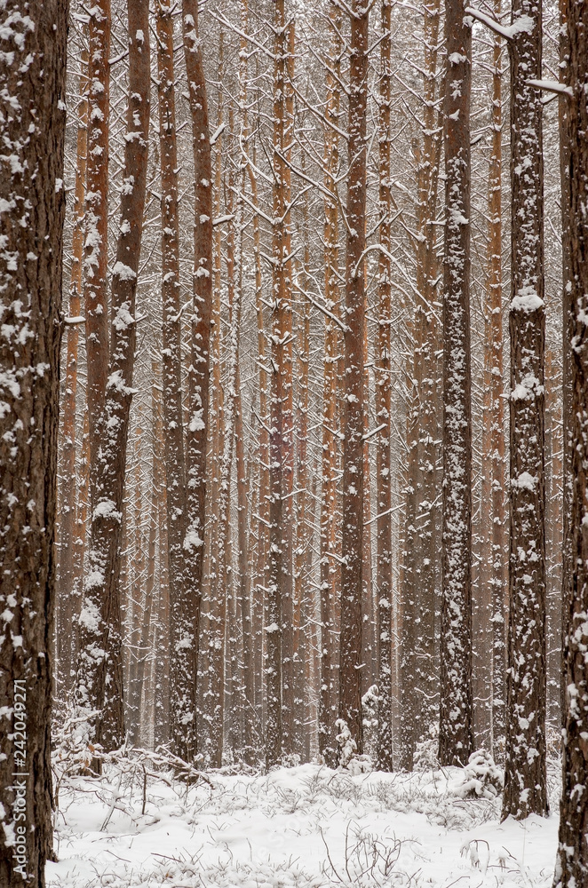 Fototapeta premium A forest at wintertime with snow-covered trees 4.