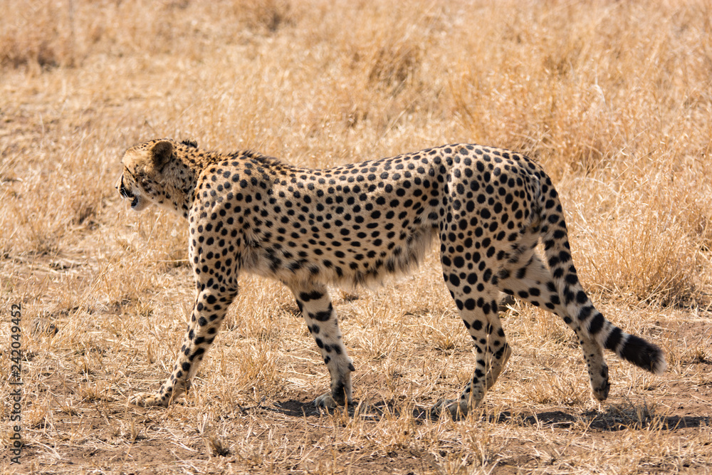 Obraz premium Lonely cheetah hunting South Africa