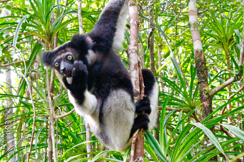 Beautiful image of the Indri lemur (Indri Indri) sitting on tree in Madagascar