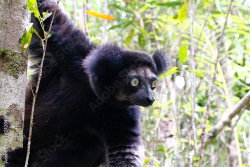 Fototapeta Naklejka Na Ścianę i Meble -  Beautiful image of the Indri lemur (Indri Indri) sitting on tree in Madagascar