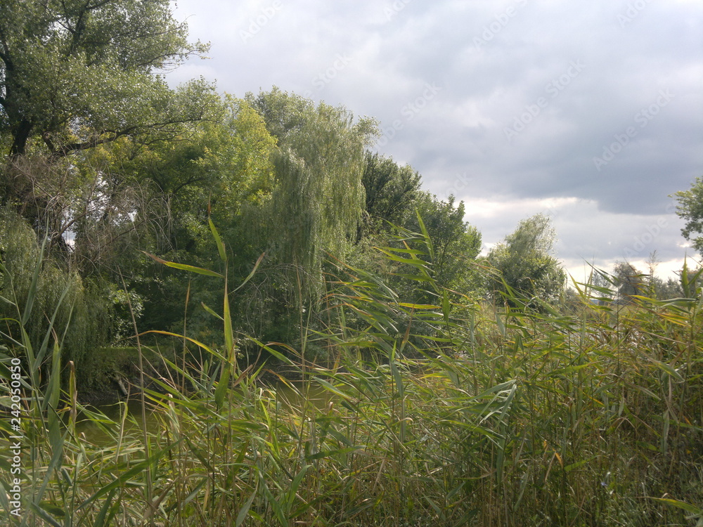landscape with trees and blue sky landscape with trees and blue sky