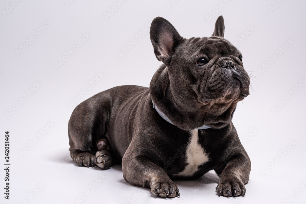 Adorable french bulldog shot on the level while looking to the right. Studio shot isolated against white background. Copy space available for commercial and advertisement
