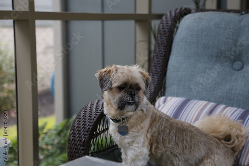 dog