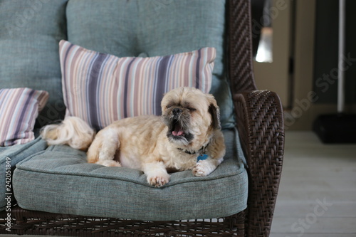 yawning Dog