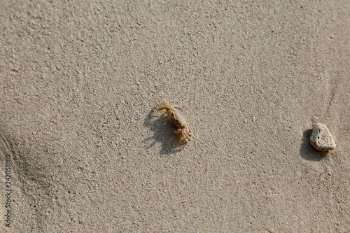 Sand Crab