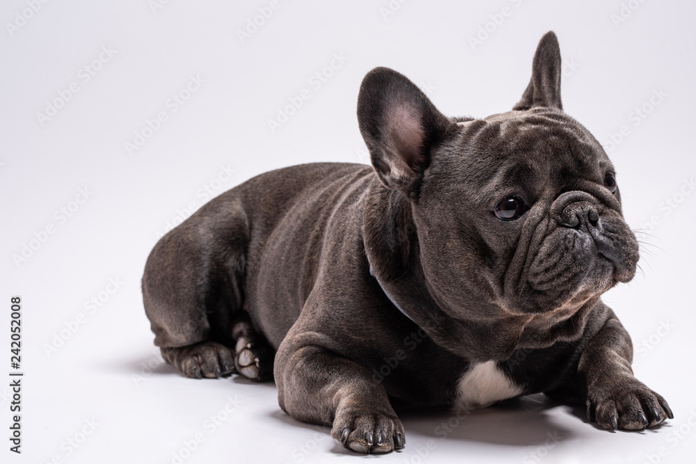 Portrait of a sitting friendly french bulldog looking away from camera. Studio shot isolated against white background. Copy space available for commercial and advertisement