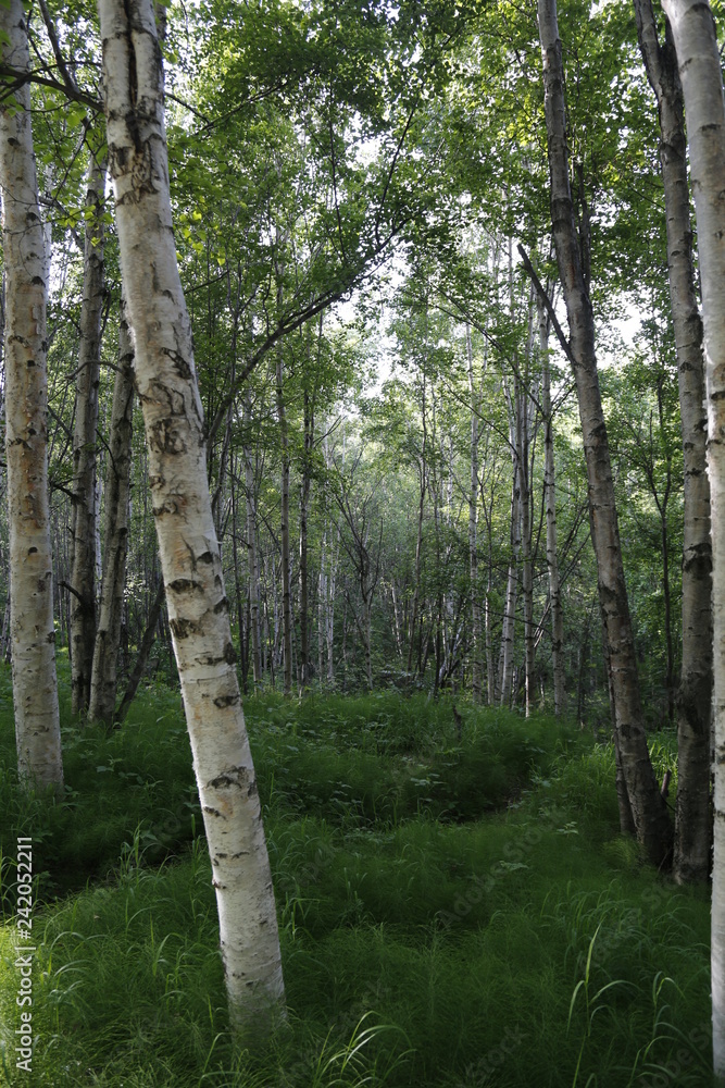 Obraz premium White Birch