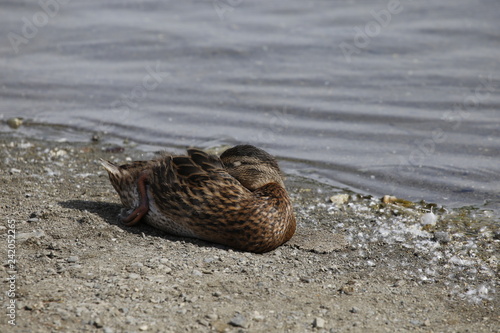 Ducks
