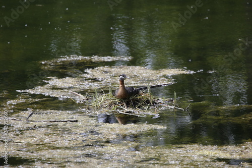 Ducks