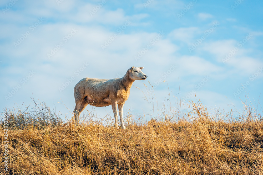 Naklejka premium Newly sheared sheep stands on top of a dike