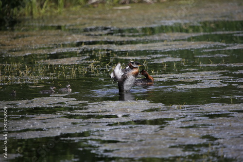 Ducks