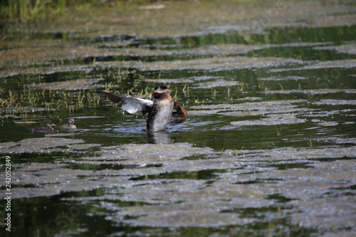 Ducks