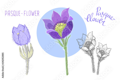 Vector pasque flowers isolated on white background. Botanical drawing of perennial poisonous flowering plant used in traditional medicine or phytotherapy. Colored realistic floral illustration