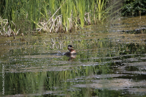 Ducks