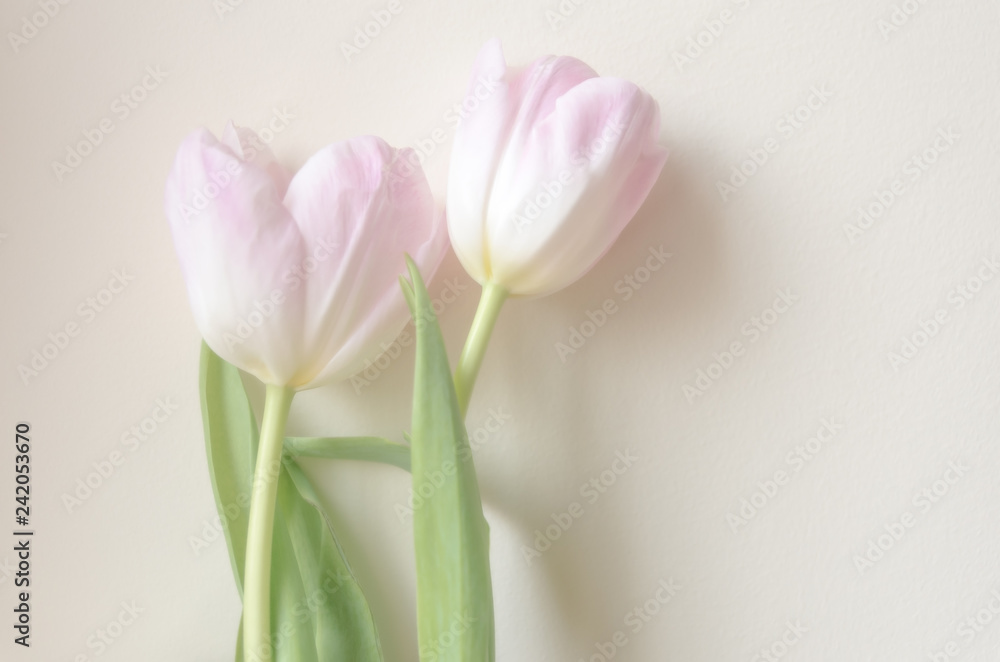 Two nice tulips on a white background.