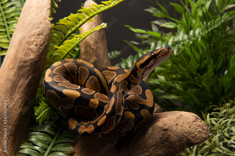 Naklejka premium Ball Python Snake