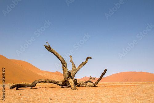 dead tree and tough environment at Sossusvlei desert  one of the most iconic Africa