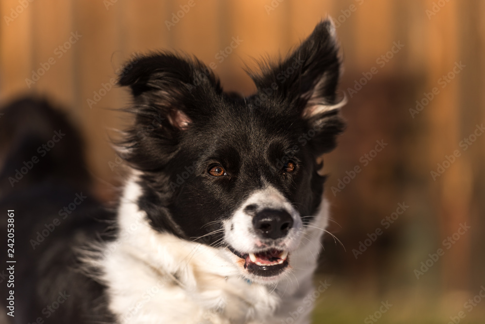 Obedient Border collie dog. Head Portrait
