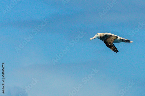 On our way to South Georgia  our ship was surrounded by many sea birds of the southern atlantic ocean. Here we see a Black-Browed Albatross.