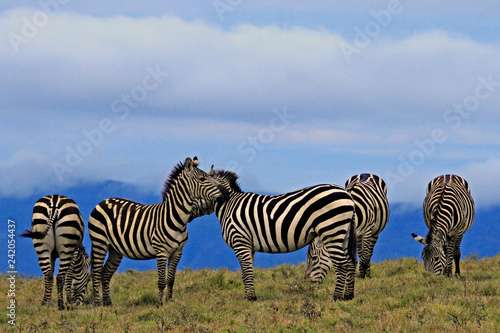 group of Striped Zebras grazing early morning at Ngorongoro Crater 