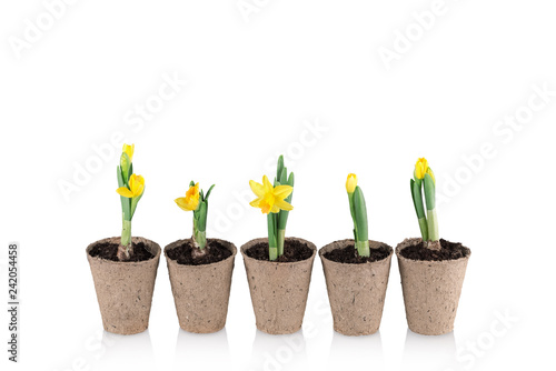 Fototapeta Naklejka Na Ścianę i Meble -  Narcissus flower in a pot on white background