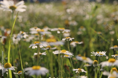 chamomile -  Flowerpower