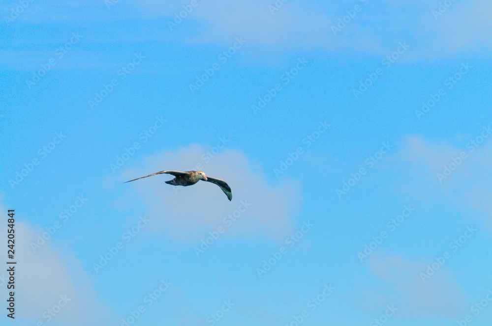 Fototapeta premium A Southern Giant Petrel - Macronectes giganteus - Circling over the Southern Atlantic Ocean, somewhere between Argentina and the Falkland Islands.