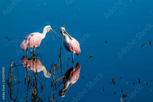 Roseatte Spoonbill photo