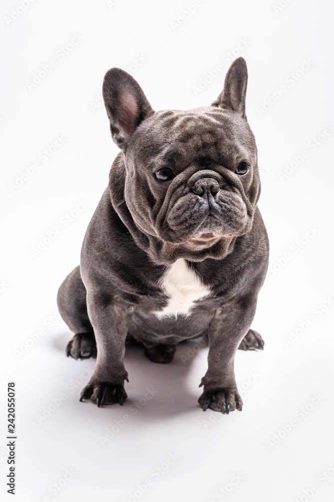 Blue french bulldog shot sitting in a studio. Copy space available for commercial and advertisement