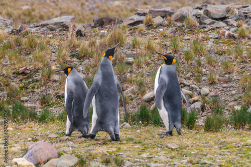 Three King Penguins - Aptenodytes patagonicus - Standing Next to each other, while engaging in a mating ritual. Fortunat Bay,  South Georgia Island. photo