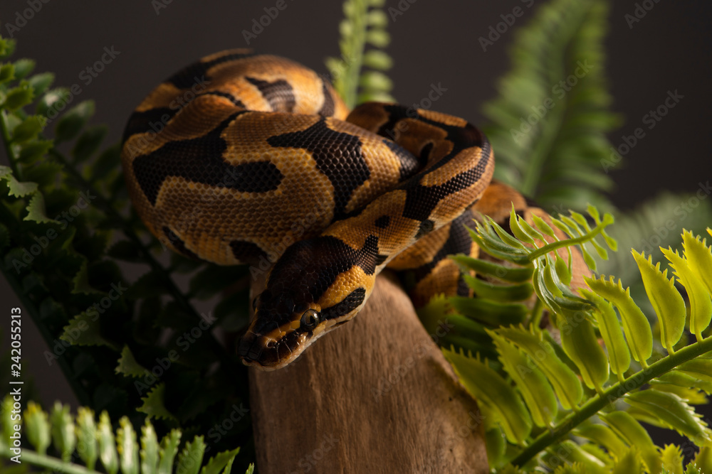 Fototapeta premium Ball Python Snake