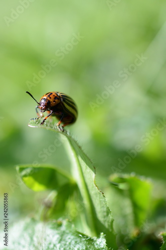 faszinierender Ostergruß vom rot-braunem Käfer vor grünem Natur Hintergrund im Garten