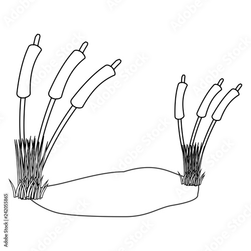 Nature-Reed, Pussy Willows, Black & White Coloring