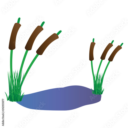 Nature-Reed, Pussy Willows, Color