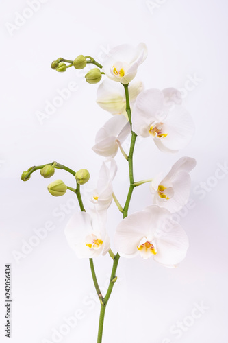 Orchid flower on isolated white background