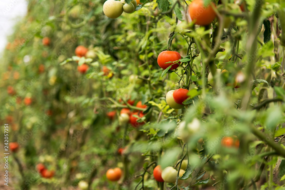 plants de tomates cerises