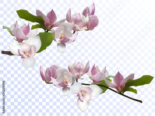 Magnolia branches isolated spring flower blossom