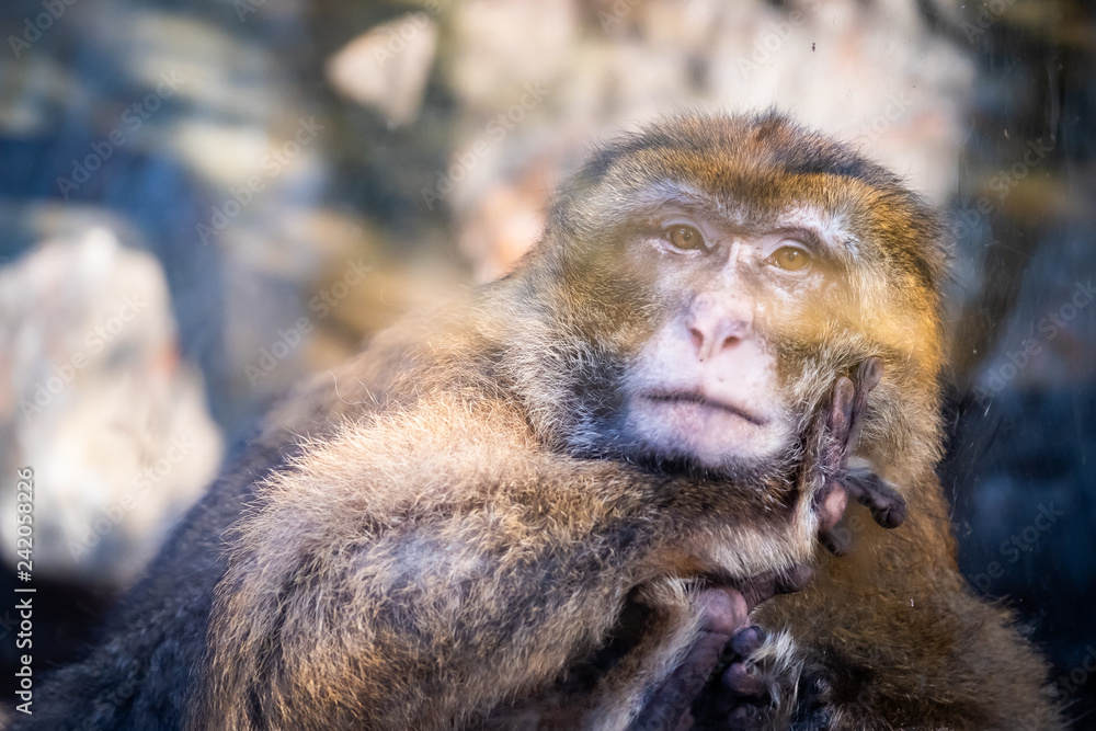 Obraz premium Portrait d'un macaque de Barbarie