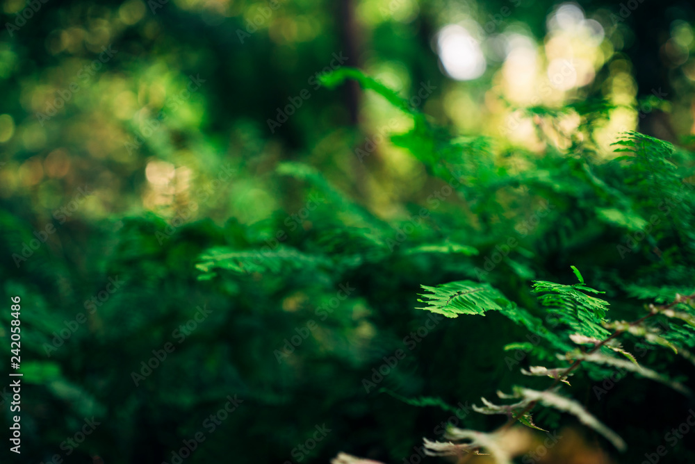maidenhair ferns in the forest