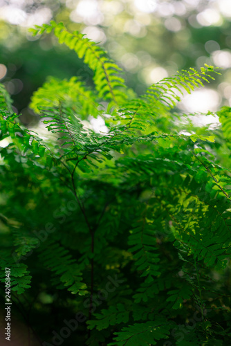 maidenhair ferns in the forest