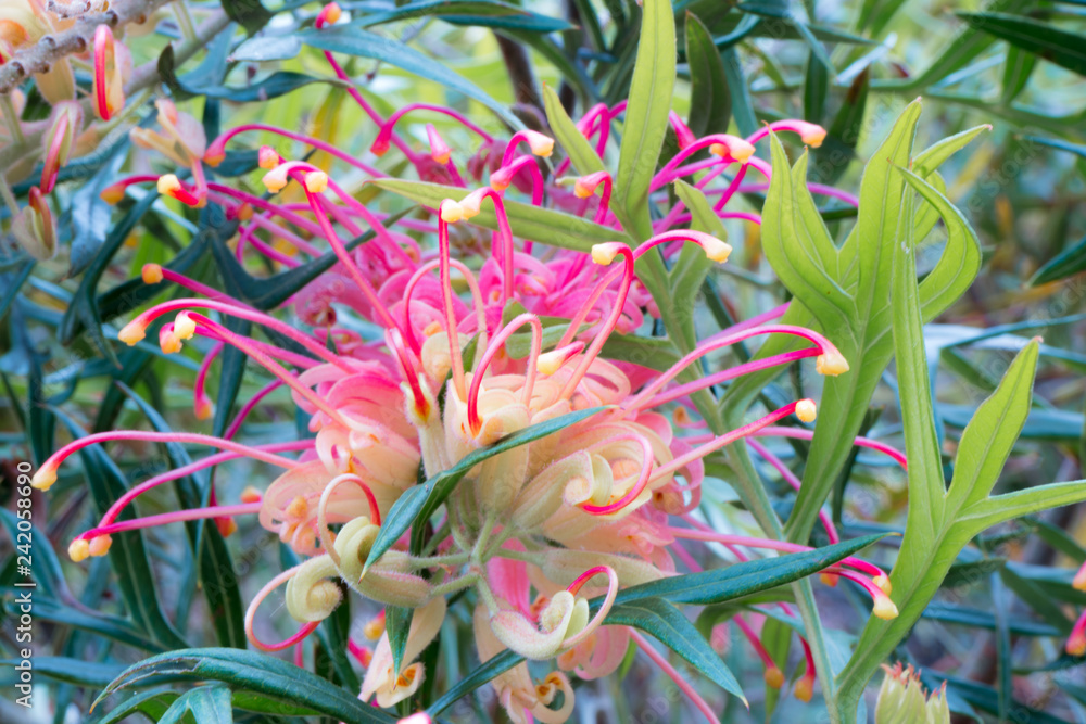 Detail of Australian native flower - grevillea Detail of Australian native flower - grevillea