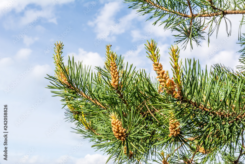 Pine branch on sky background Pine branch on sky background