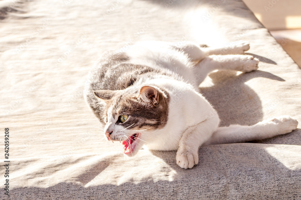 Fototapeta premium Beautiful blue eyes female cat, hypoallergenic cat. Animal that can be pet by people who is allergic to cats. Gorgeous unique brown grey feline